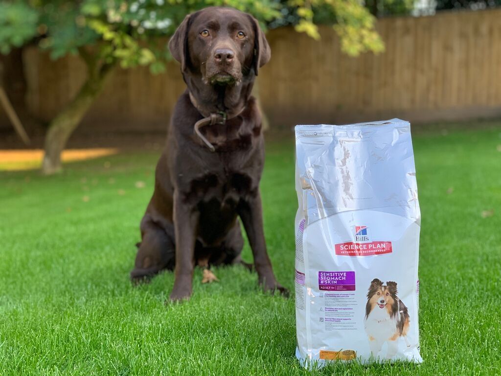 Review Hill's Science Plan Dog Food [Ad] DEVON MAMA