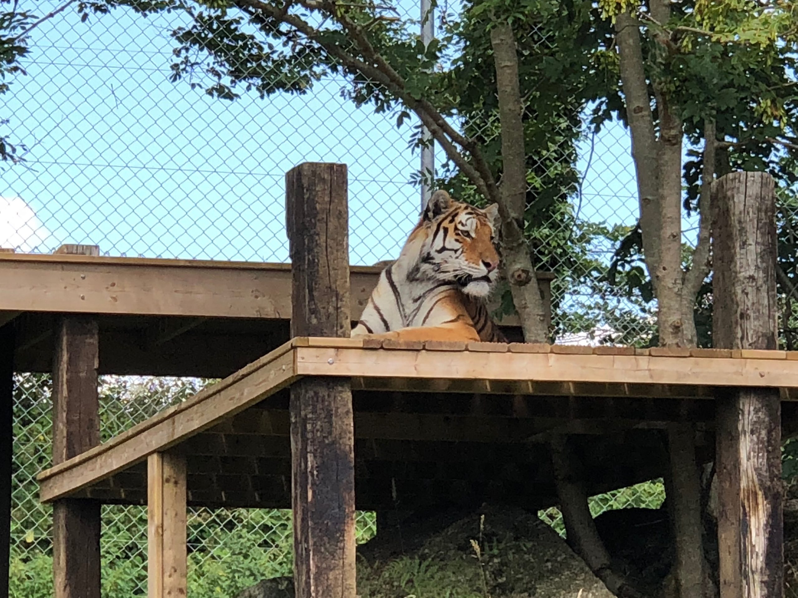 Days Out Dartmoor Zoo DEVON MAMA